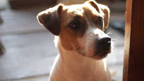 棕色和白色的宠物狗的特写 · 免费素材视频
