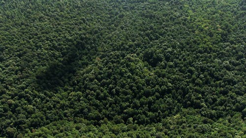茂密的森林的航拍画面 · 免费素材视频