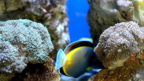 一对鱼在水族馆 · 免费素材视频