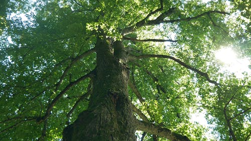 高大的树木遮住了阳光 · 免费素材视频