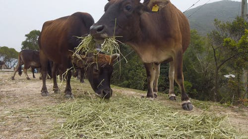 牛群饲喂干草 · 免费素材视频