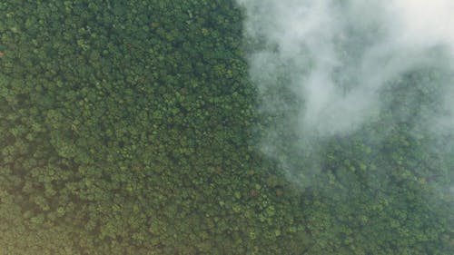 密集的城市森林的无人机画面 · 免费素材视频