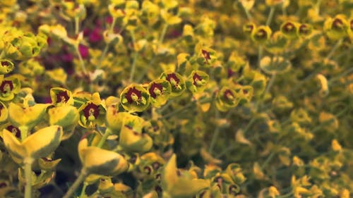 种花养花 · 免费素材视频
