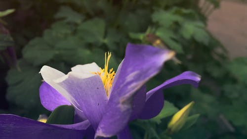 花卉种植业务 · 免费素材视频