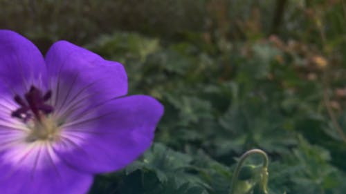 盛开的紫色花 · 免费素材视频