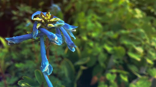 蓝色的细长修剪花 · 免费素材视频
