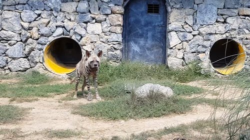 动物园里的鬣狗 · 免费素材视频