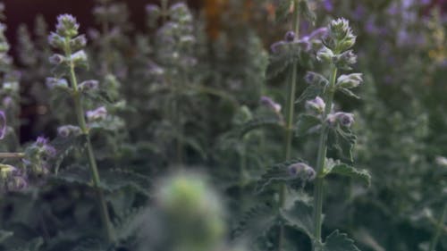 紫罗兰花在花床上的宏观镜头 · 免费素材视频