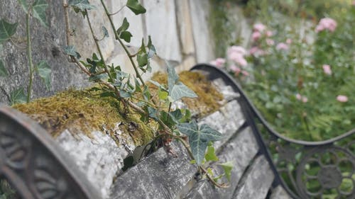 仿古板凳与户外攀缘植物 · 免费素材视频