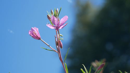 在野外生长的花草 · 免费素材视频