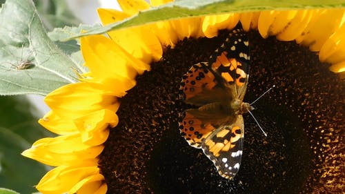 搁在花雌蕊上的蝴蝶 · 免费素材视频
