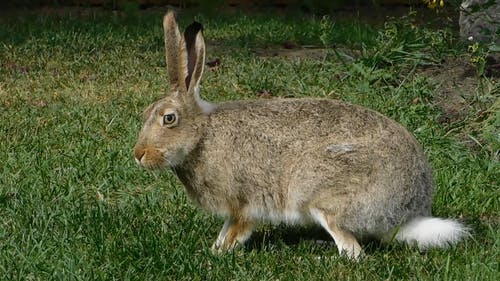 一只兔子在草地上觅食 · 免费素材视频