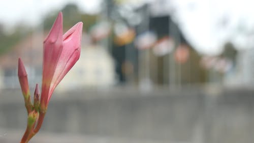 粉红色的花蕾，在特写视图中 · 免费素材视频