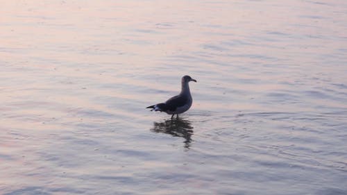 一只孤独的水鸟，沿着海边的浅水区行走 · 免费素材视频