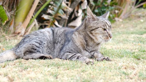 一只大猫在草地上张开的运动的慢动作镜头 · 免费素材视频