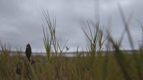 野草植物随风吹动 · 免费素材视频