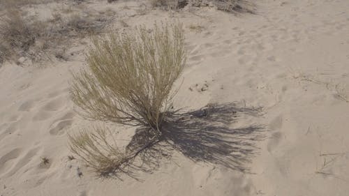 布什在脚印包围的干燥沙质地面上随风摇曳 · 免费素材视频