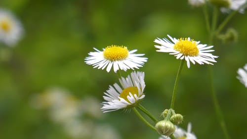 培养洋甘菊花植物 · 免费素材视频