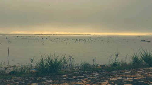 黎明时分沼泽地区的风景 · 免费素材视频