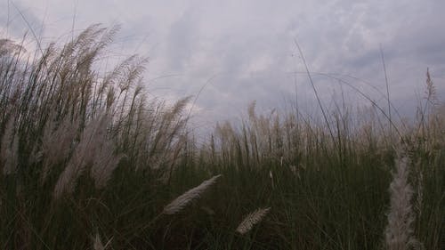 柔cat花的自然风光 · 免费素材视频