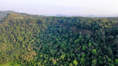 在茂密的高山森林上耕种土地 · 免费素材视频