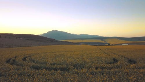 从上方可见的田野种植艺术 · 免费素材视频