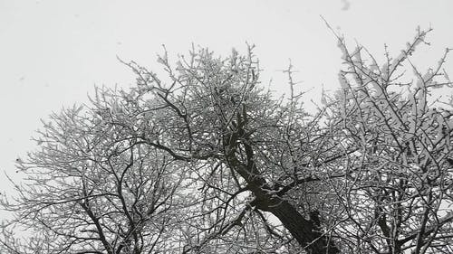 有关下雪, 低角度拍摄, 大雪覆盖的免费素材视频