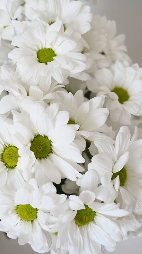 有关垂直视频, 漂亮, 白色的花朵的免费素材视频