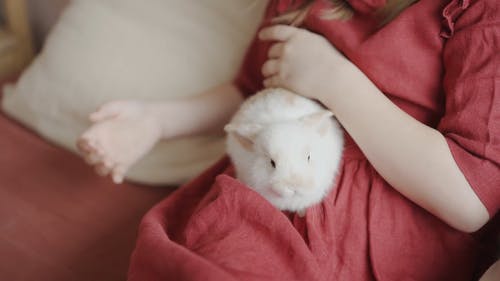 有关兔子, 可爱, 在家的免费素材视频