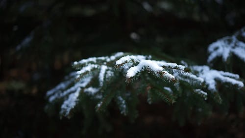 有关冬季, 多风, 大雪覆盖的免费素材视频