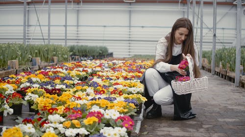 有关女人, 工厂, 盆栽的花朵的免费素材视频