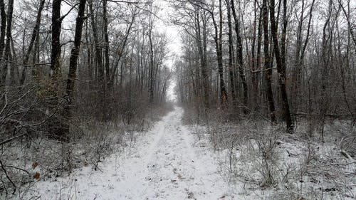 有关下雪, 下雪的, 冬季的免费素材视频