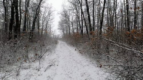 有关下雪, 下雪的, 冬季的免费素材视频