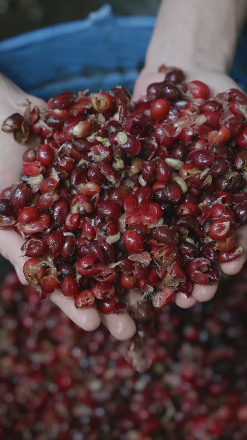 有关咖啡樱桃, 咖啡豆种子, 垂直视频的免费素材视频