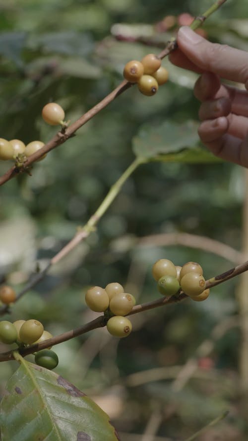 有关咖啡豆种子, 垂直视频, 天性的免费素材视频
