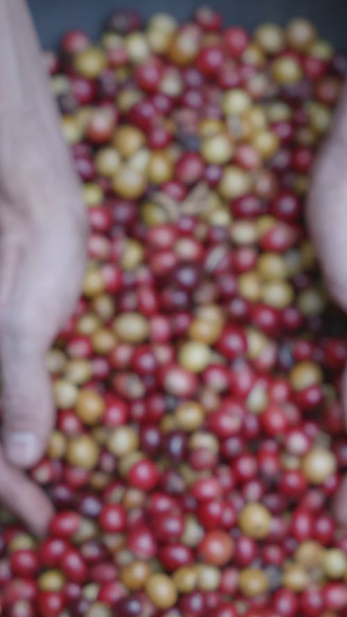 有关咖啡樱桃, 咖啡豆种子, 垂直视频的免费素材视频