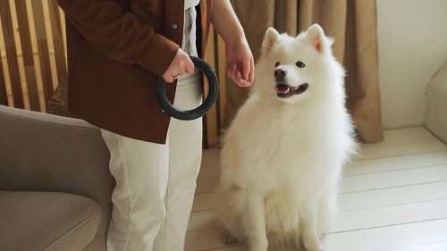 有关动物, 女人, 室内的免费素材视频