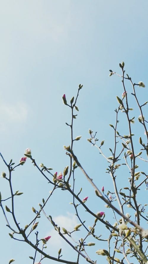 有关低角度拍摄, 垂直视频, 天空的免费素材视频