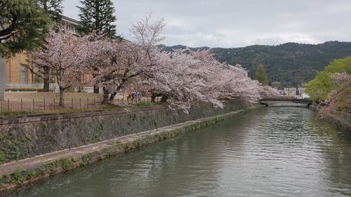 有关下落, 京都, 公园的免费素材视频