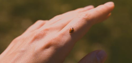 有关昆虫, 环境, 瓢虫的免费素材视频