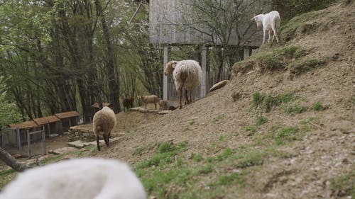 有关一群动物, 公羊, 农业用地的免费素材视频