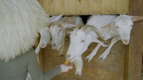 有关农家庭院, 吃, 天性的免费素材视频