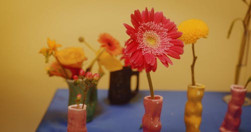 有关室内, 开花植物, 新鲜的免费素材视频