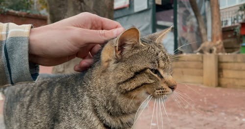 有关小猫, 户外, 手的免费素材视频