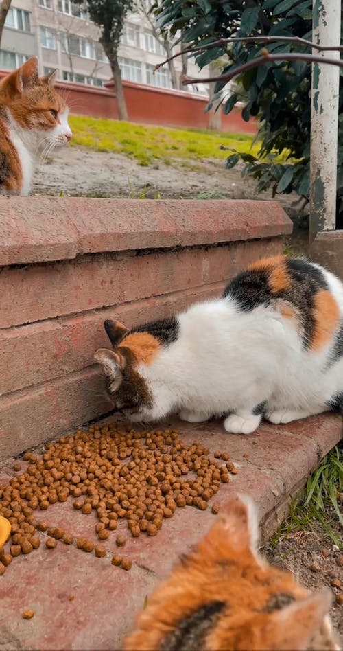 有关吃, 垂直视频, 小猫的免费素材视频