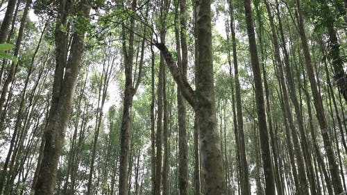 有关冒险, 丛林, 和平的的免费素材视频