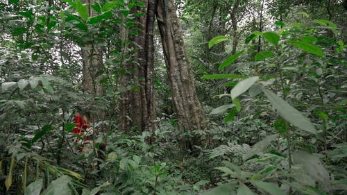 有关冒险, 丛林, 和平的的免费素材视频