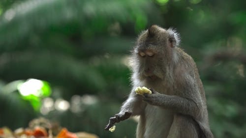 有关动物, 印尼, 吃的免费素材视频