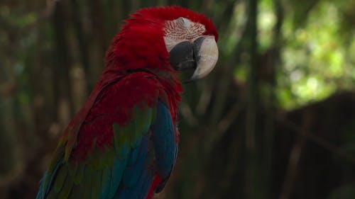 有关动物, 栖息的鸟, 模糊的背景的免费素材视频