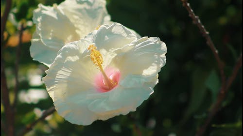 有关宏观, 植物群, 特写的免费素材视频